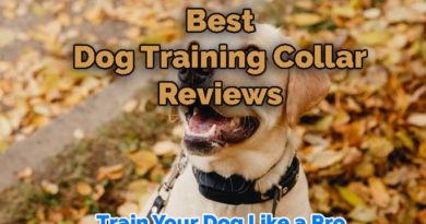 best dog training collar reviews