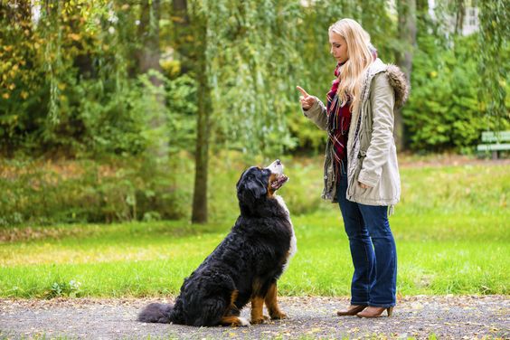 7 basic commands for dogs